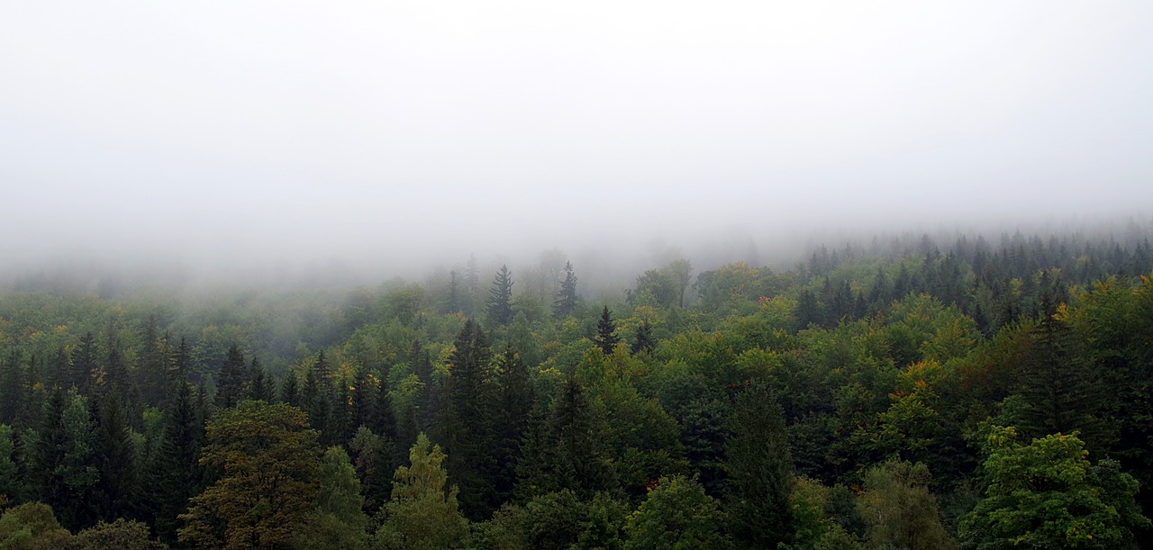 Image - the fog forest mountains tree