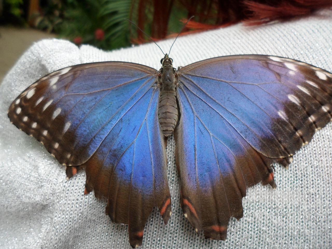 Image - butterfly in butterfly world bangor