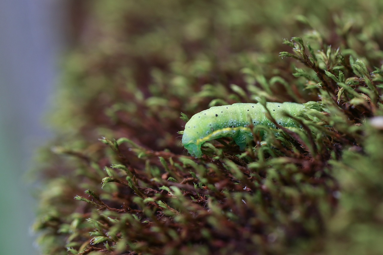 Image - larva caterpillar nature moss