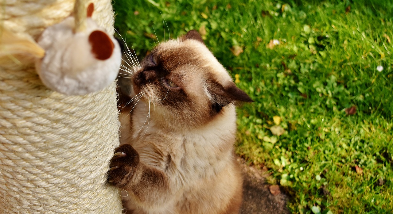 Image - british shorthair cat kratzbaum