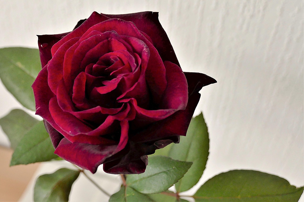 Image - rose red close blossom bloom