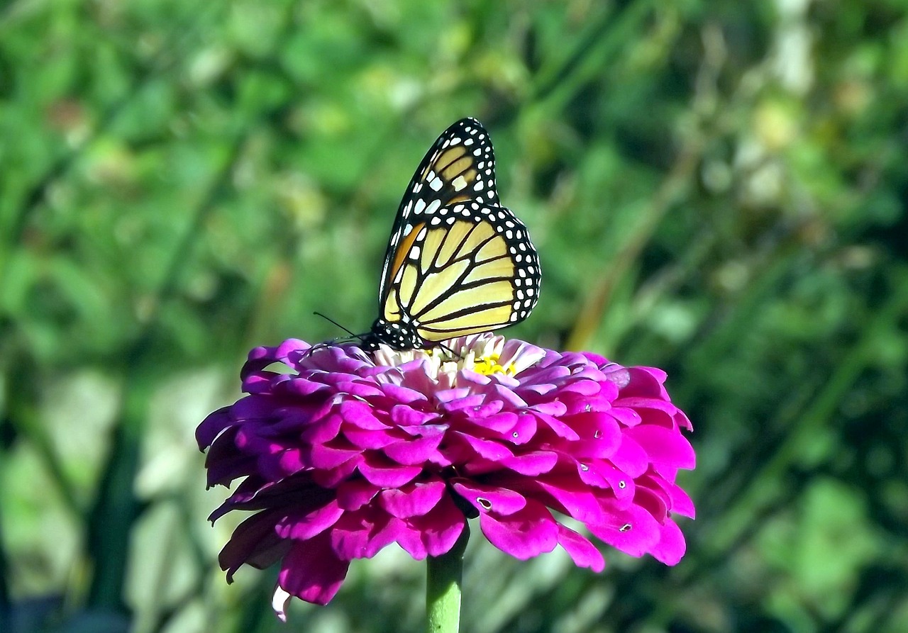 Image - insect butterfly fair admiral