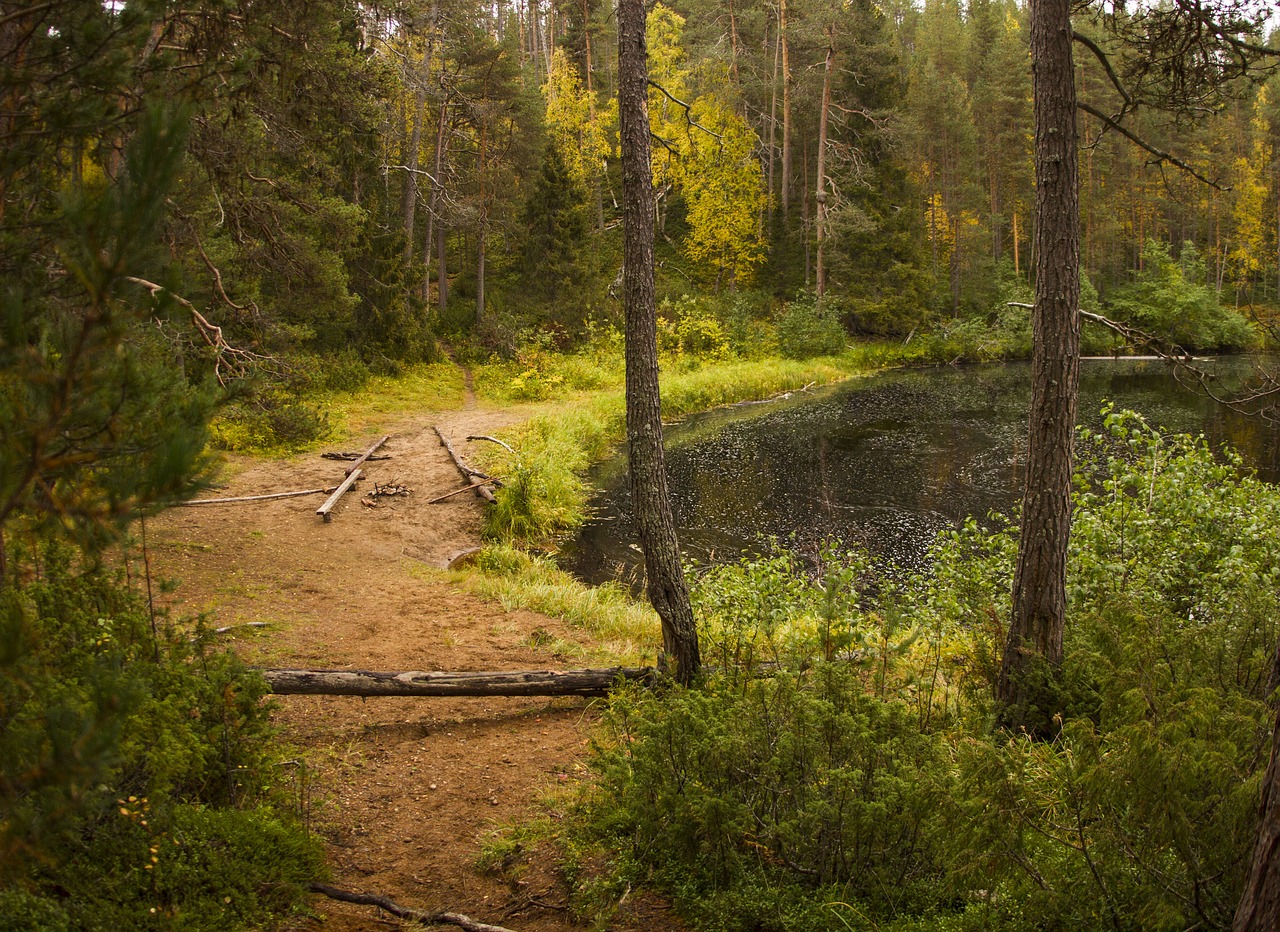 Image - forest beach landscape nature lake