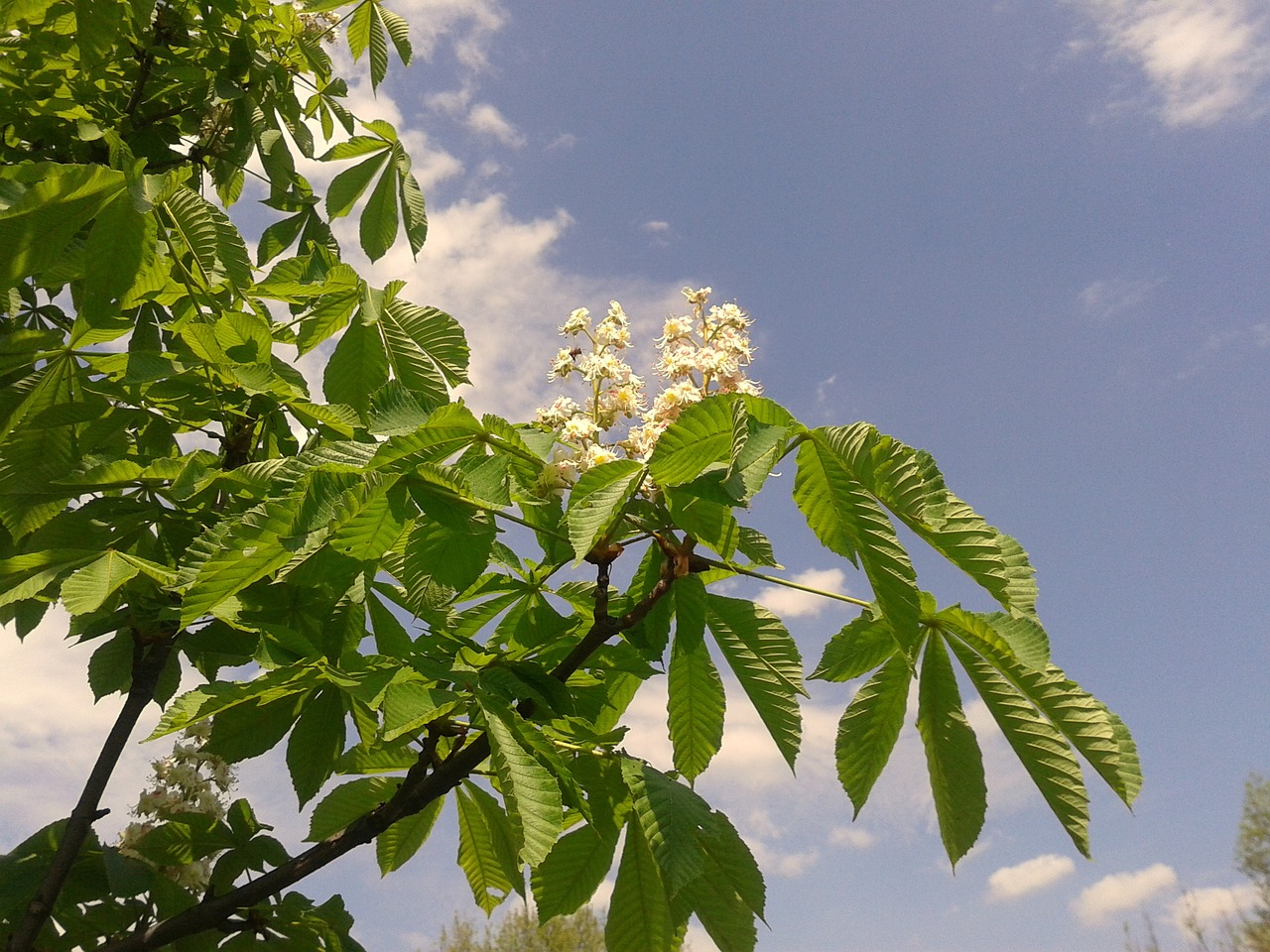 Image - spring nature horse chestnut