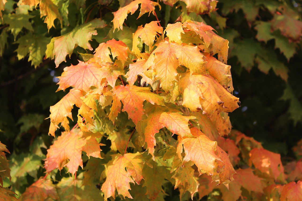 Image - clone maple leaves autumn sunny