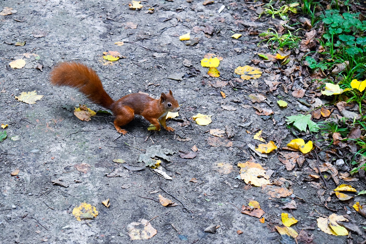 Image - squirrel forest leaves nature