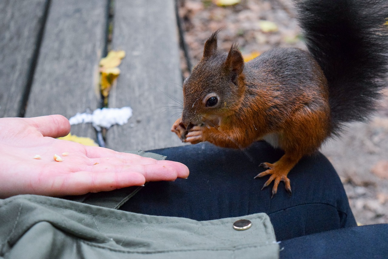 Image - squirrel forest leaves nature