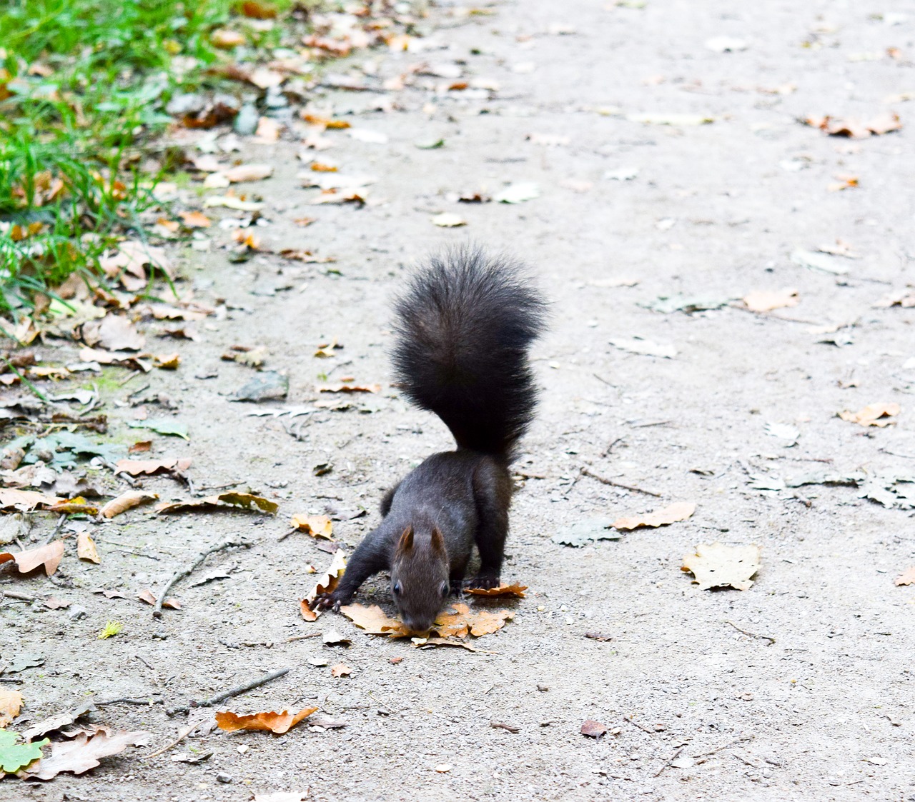 Image - squirrel forest leaves nature