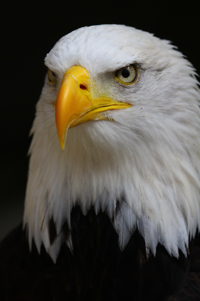 Image - bald eagle eagle bald bird nature