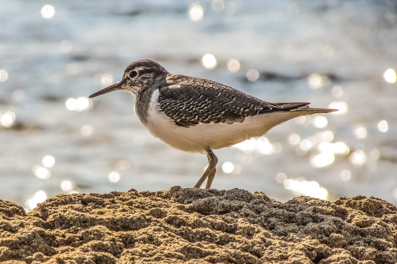 Image - stint grey seabird migratory