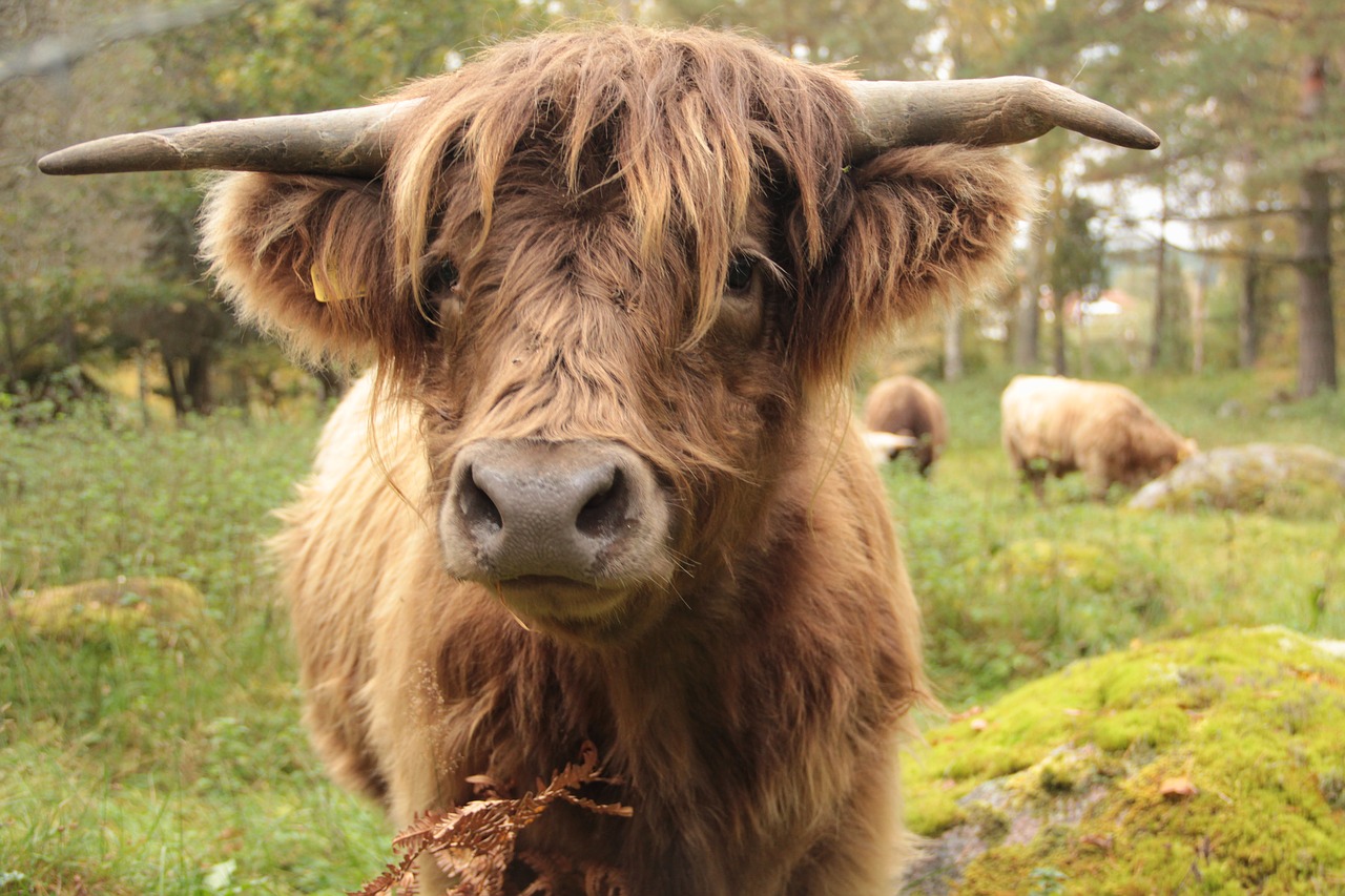 Image - cow ko animals bovine