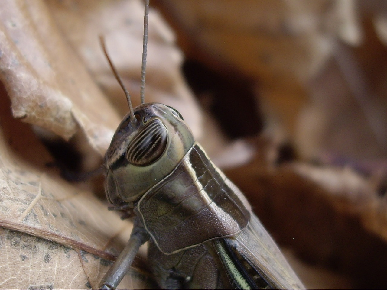 Image - grillo insect armor nature