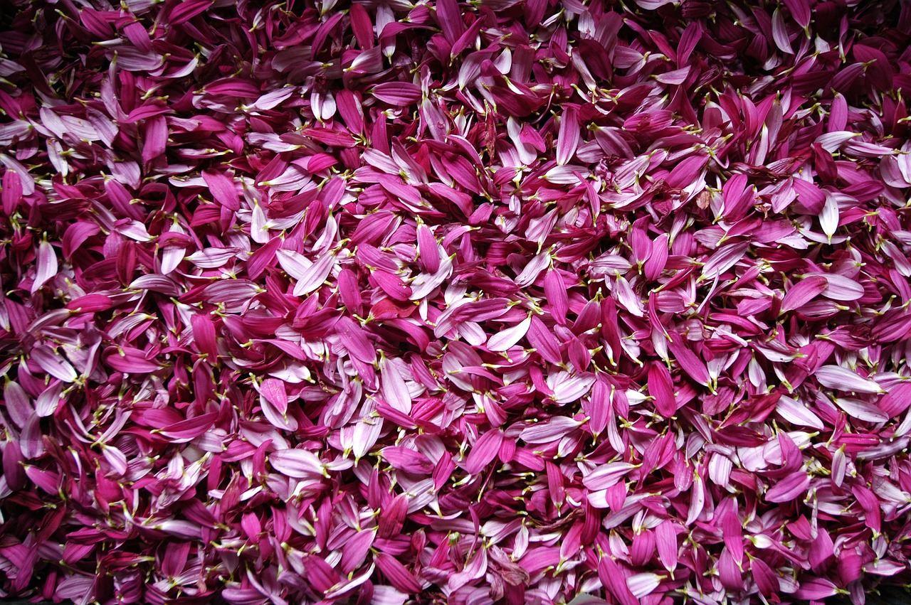 Image - petal flowers deleafing flower