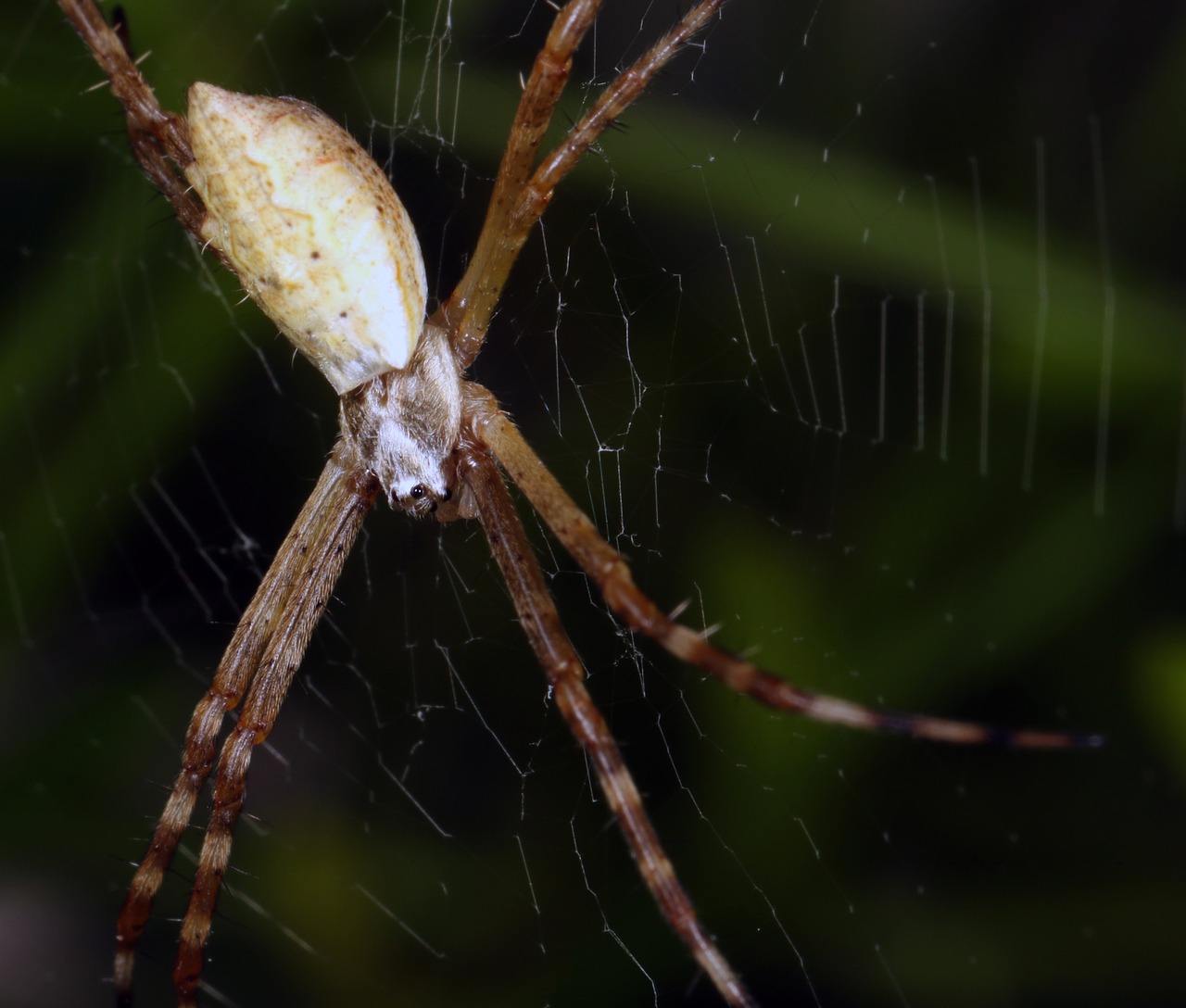 Image - spider macro biology nature web