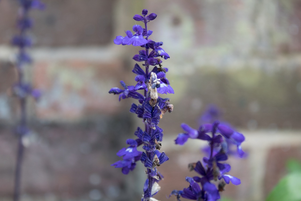 Image - lavender purple flowers bloom