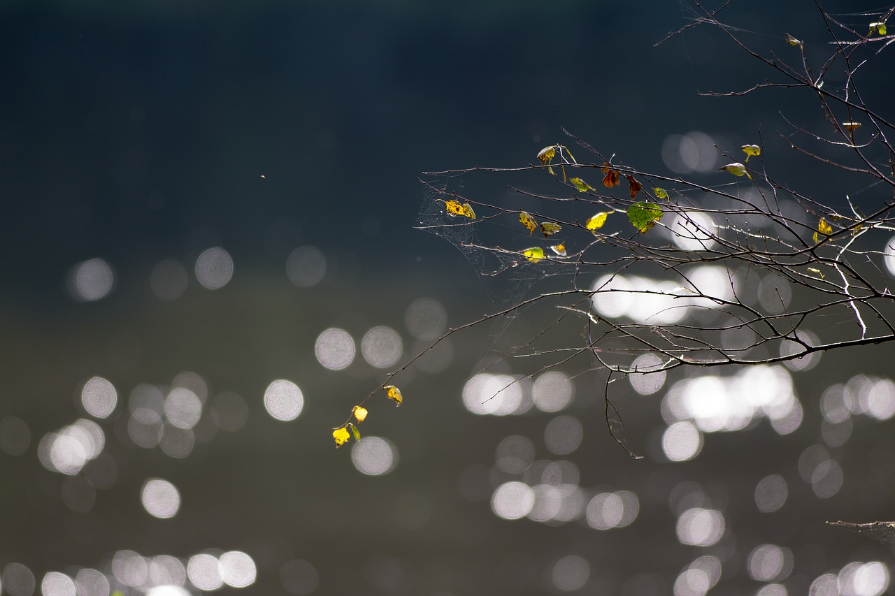 Image - autumn water river branch