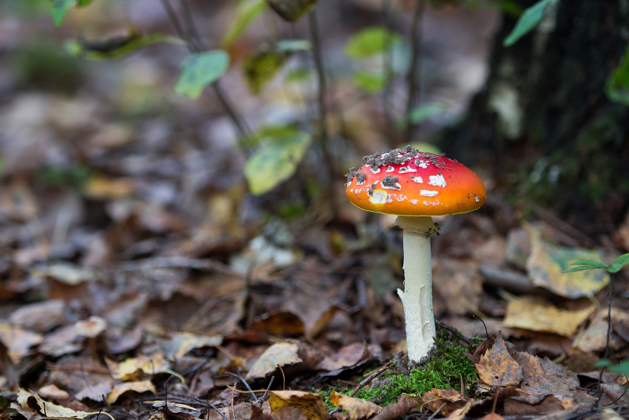 Image - forest autumn amanita