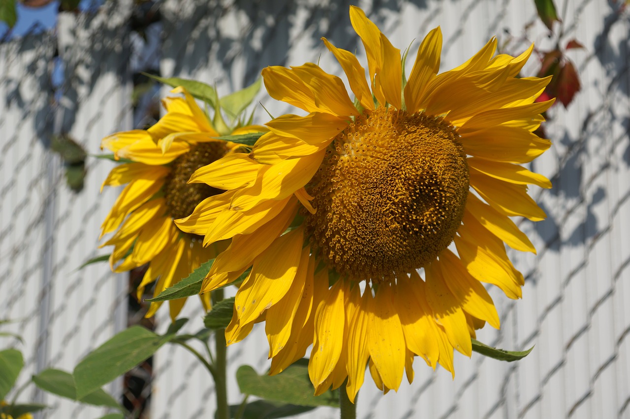 Image - sunflowers yellow gold