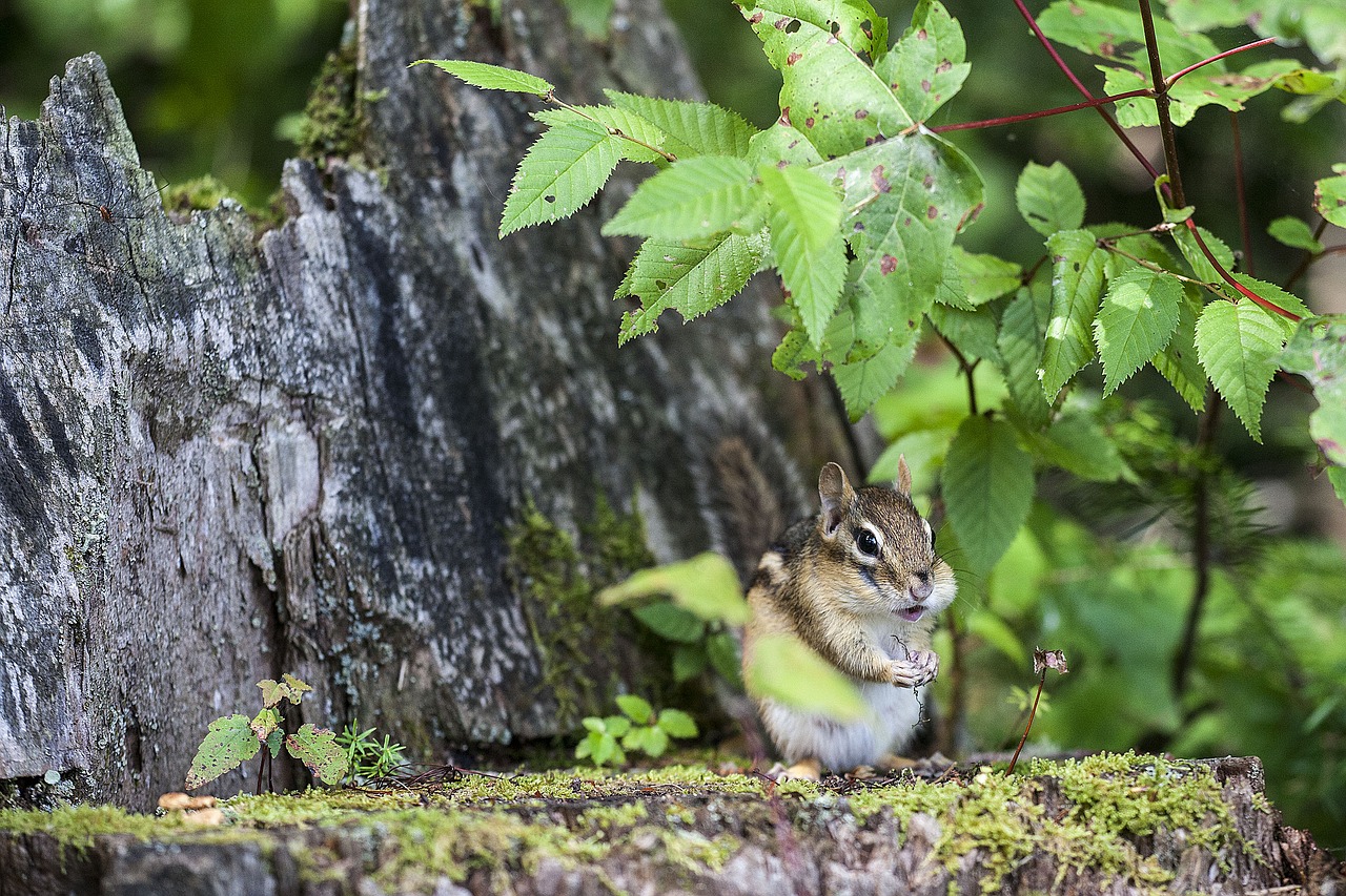 Image - chipmunk nature animal wildlife