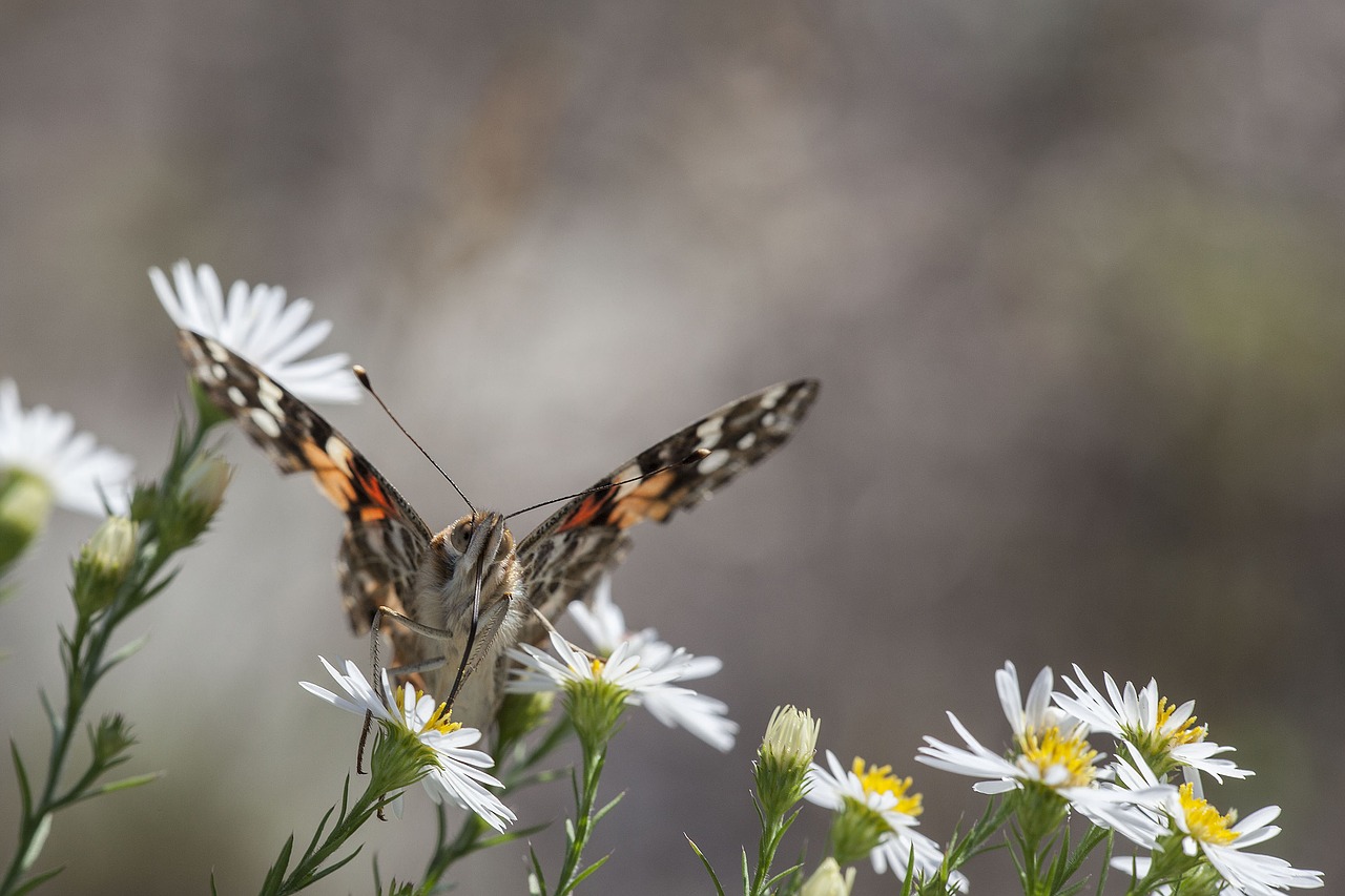 Image - painted lady butterfly butterfly