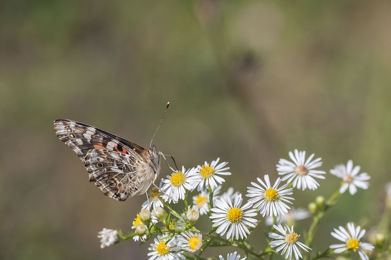 Image - painted lady butterfly butterfly