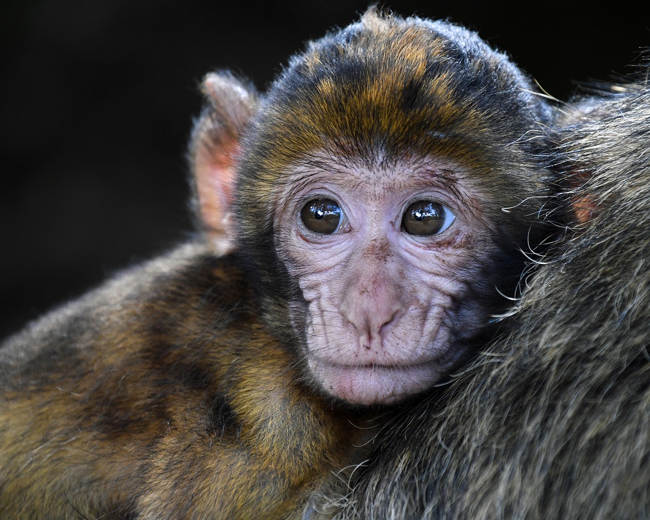 Image - monkey baby barbary macaque look