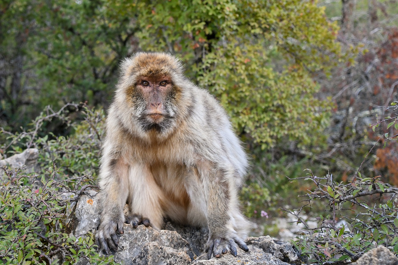 Image - monkey barbary macaque magot forest