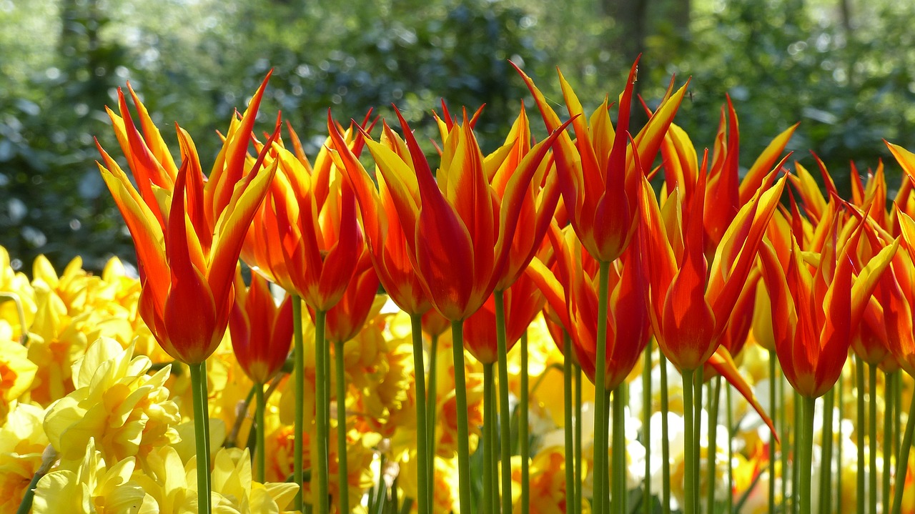 Image - tulip garden keukenhof amsterdam