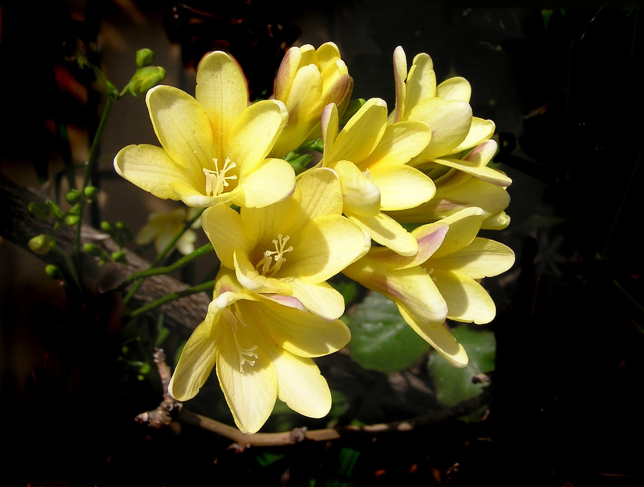 Image - yellow flowers spring bulbs perfume