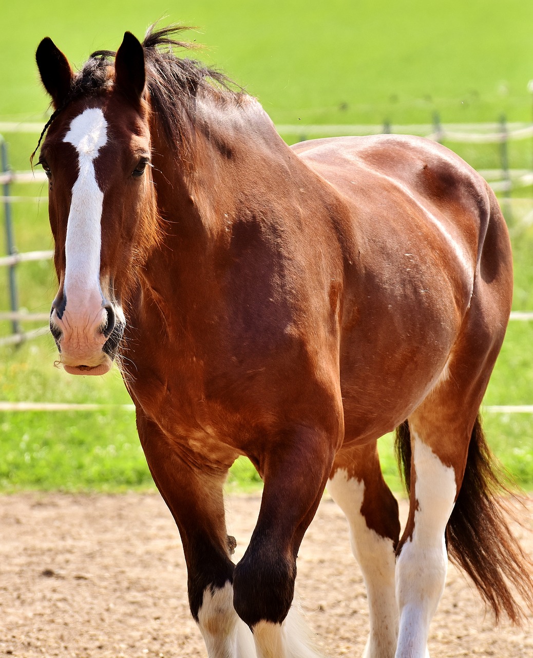 Image - shire horse horse coupling