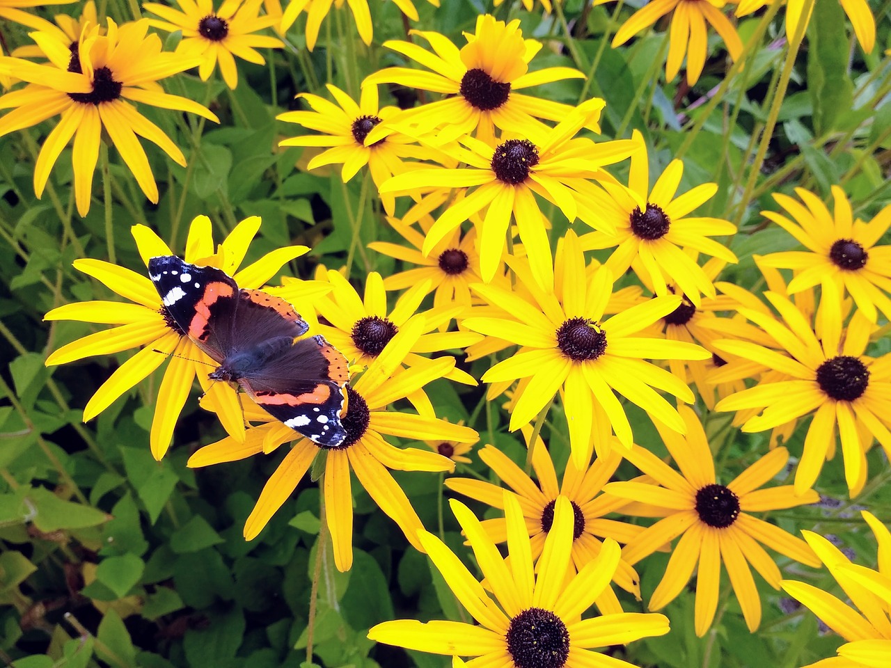 Image - butterfly flowers blossom bloom