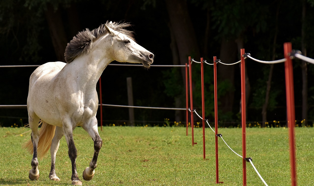 Image - mold horse love for animals funny