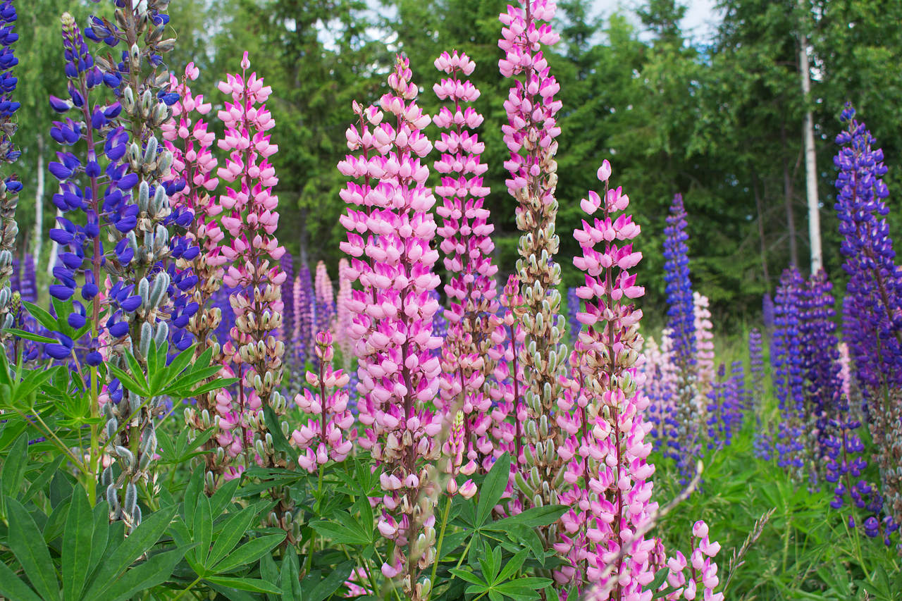 Image - lupine flower plant blossom nature