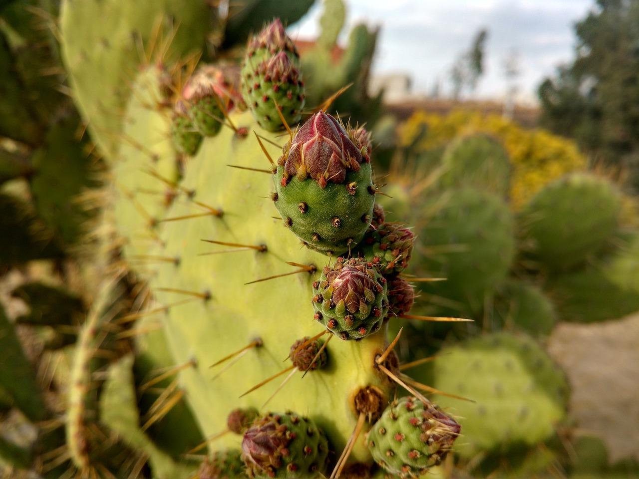 Image - cactus tuna desert plant thorns