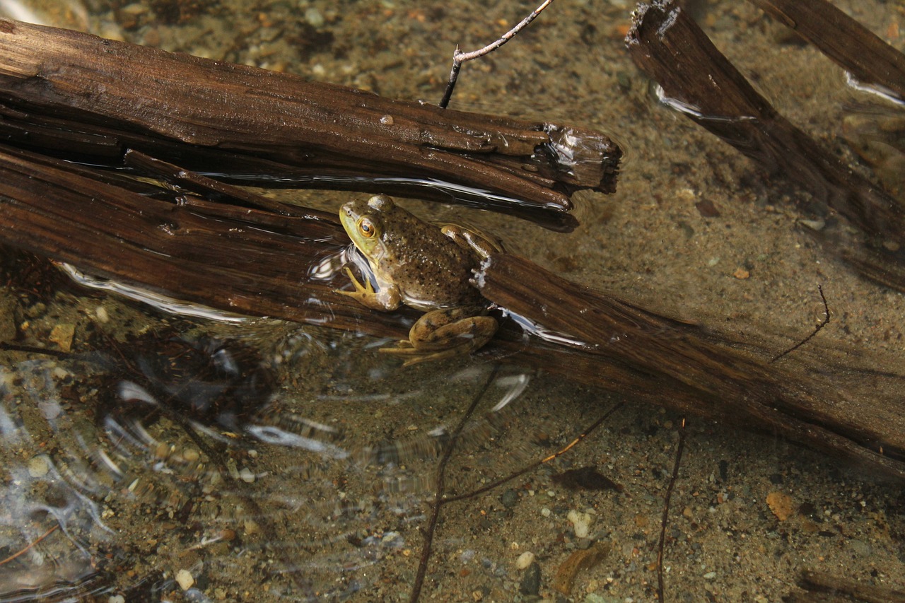 Image - frog lake water summer nature