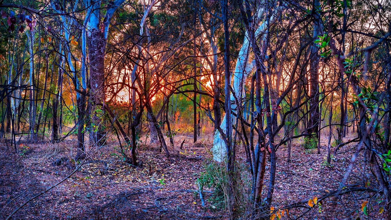 Image - australian bush sunrise