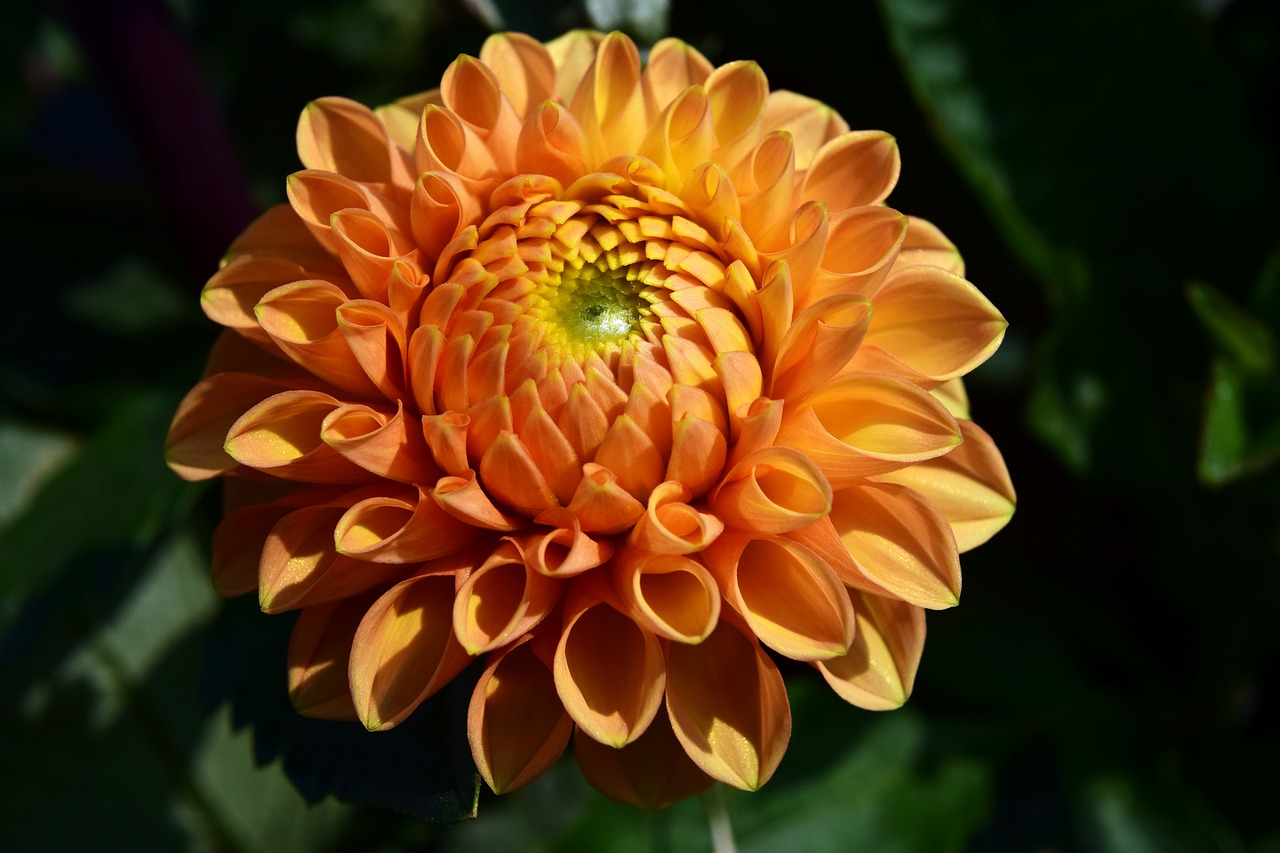 Image - dahlia orange flower blossom bloom