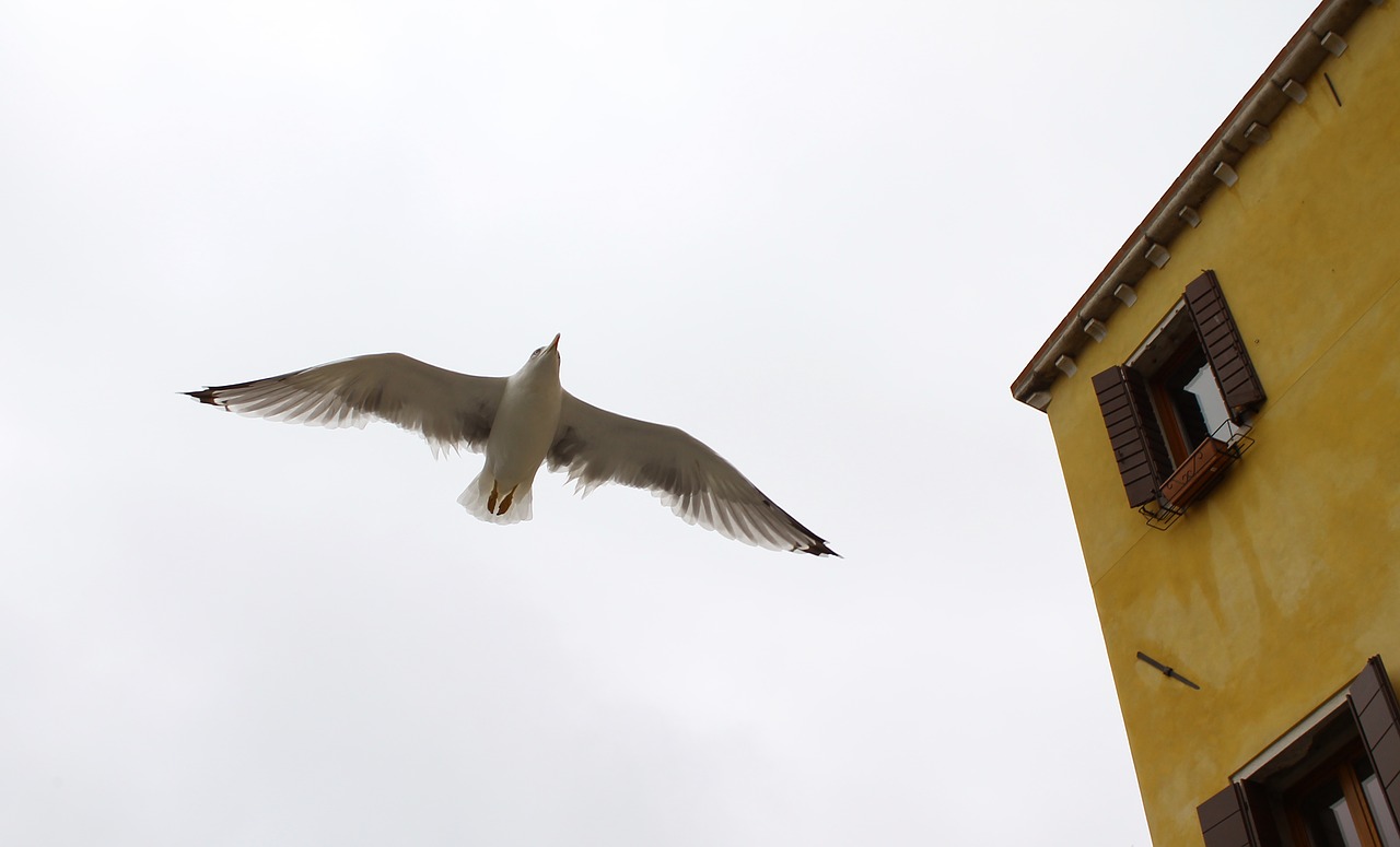 Image - ave nature europe italy bird sky