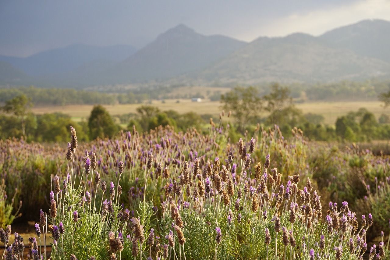 Image - lavender country flower plant