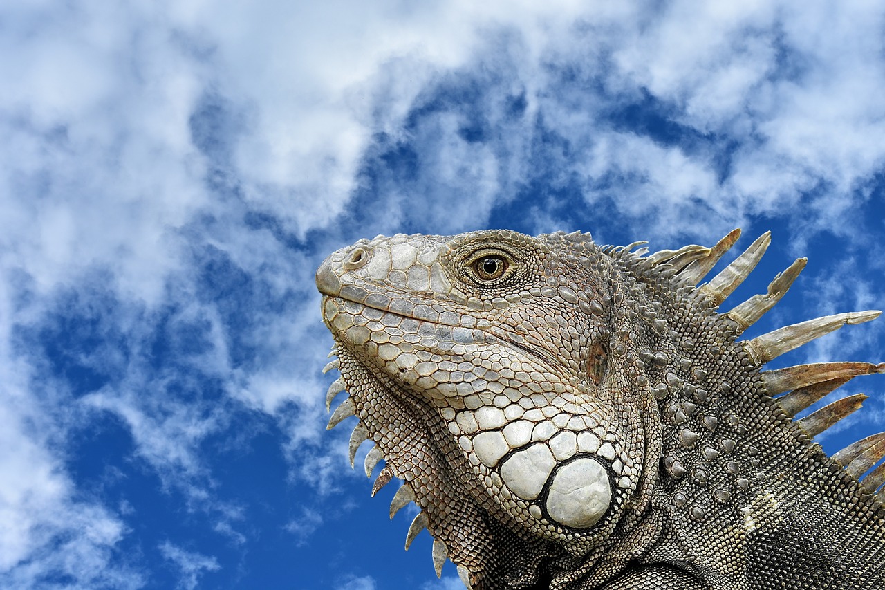 Image - iguana portrait profile close up