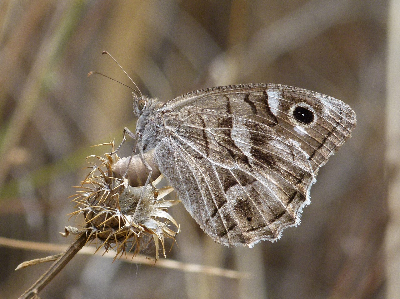 Image - butterfly grey butterfly dry flower