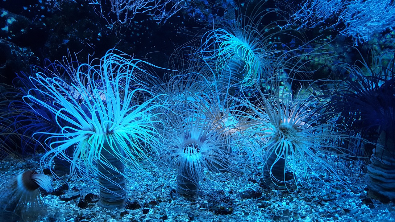 Image - anemone reef aquarium scuba diving