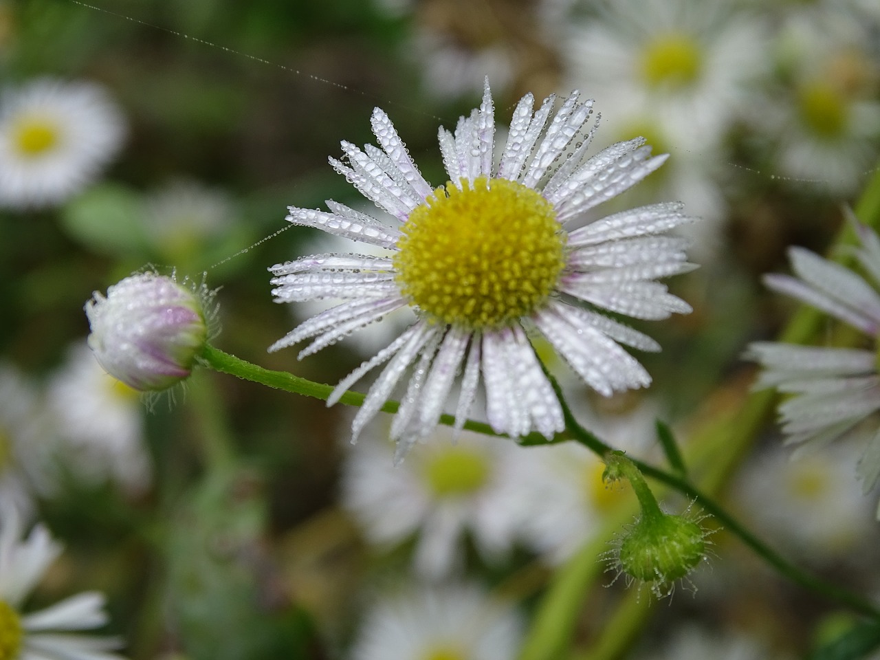 Image - fine jet fleabane wild aster