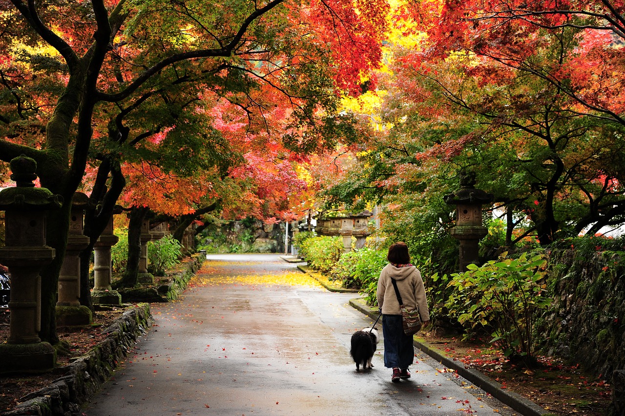 Image - autumn autumnal leaves temple walk