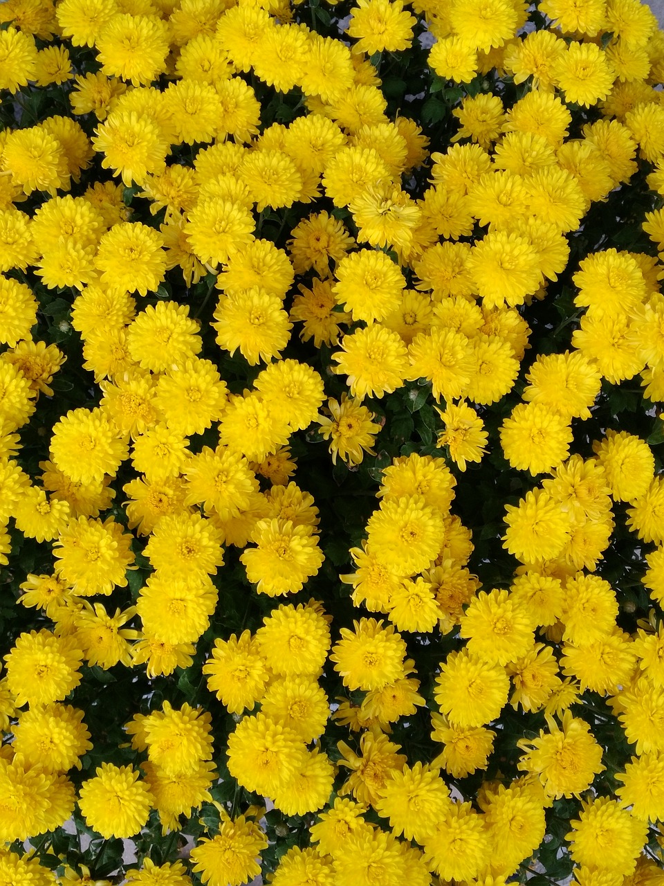 Image - yellow chrysanthemum pixar bay