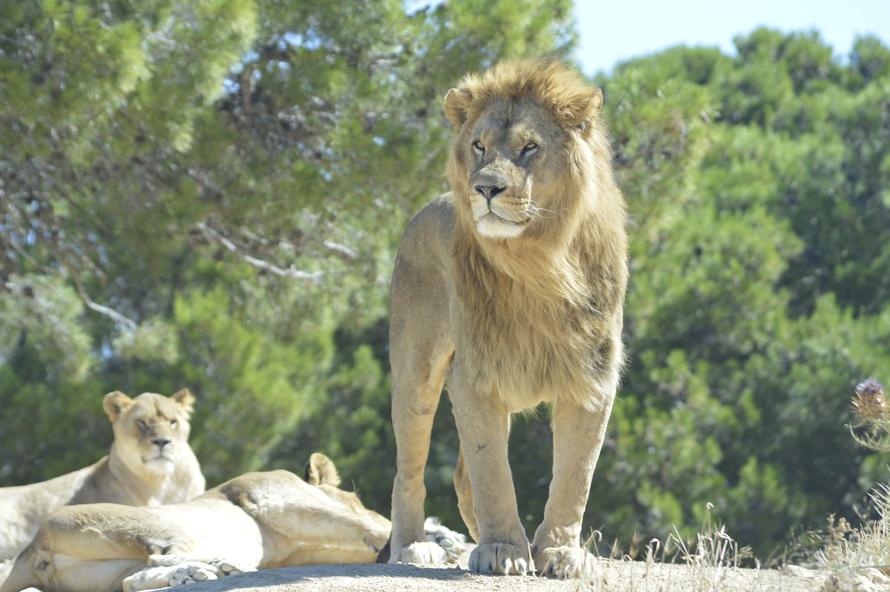 Image - lion sigean park wildlife nature