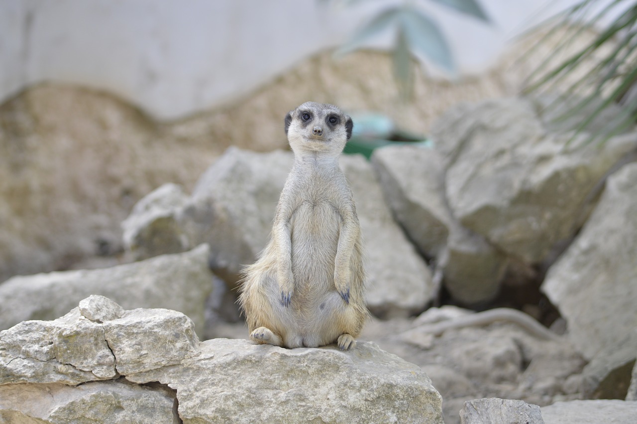 Image - reserve mongoose africa animals