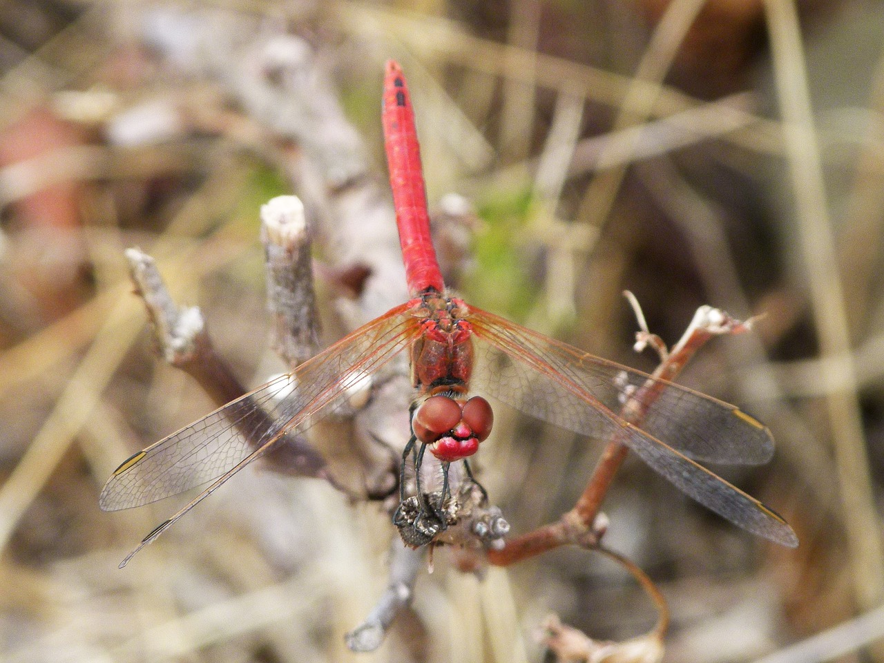 Image - red dragonfly dragonfly vine