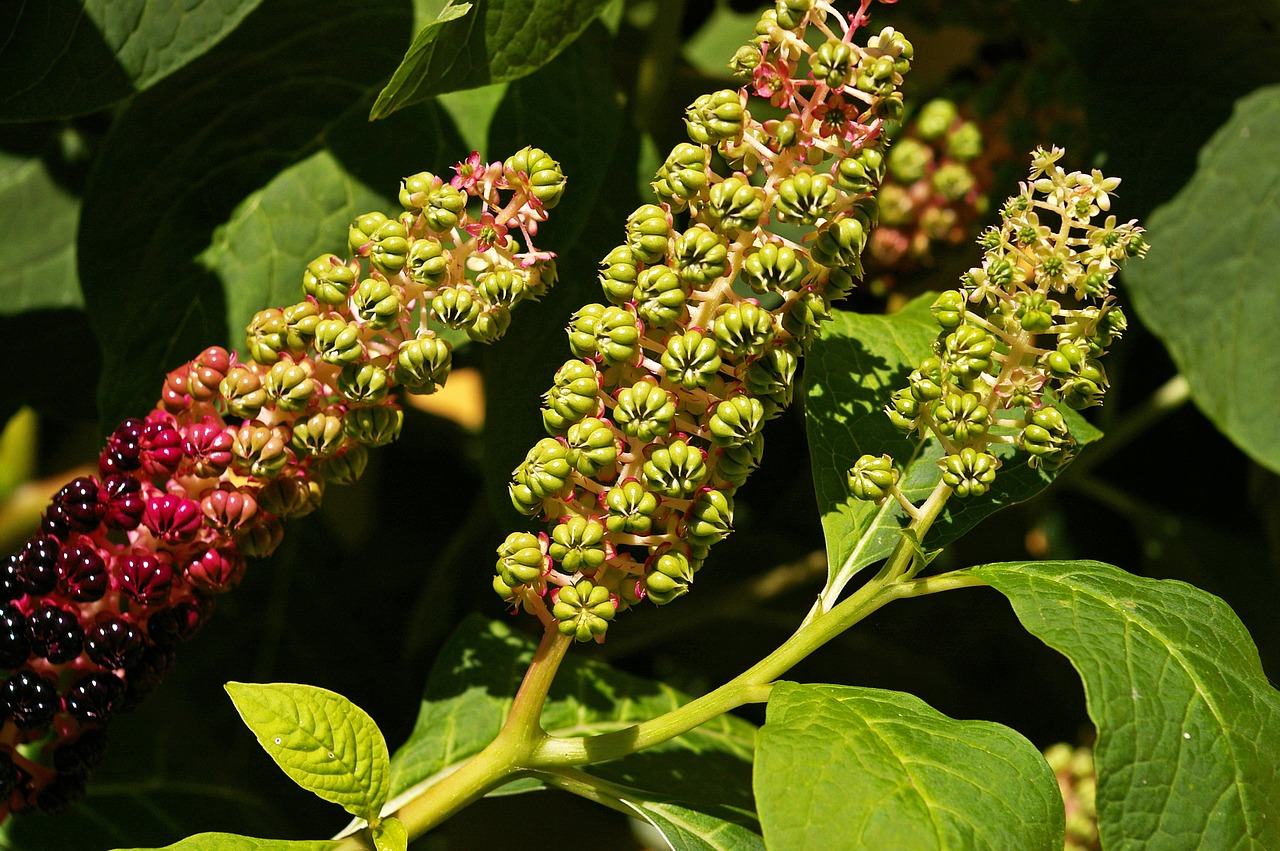 Image - pokeweed berries garden toxic bush