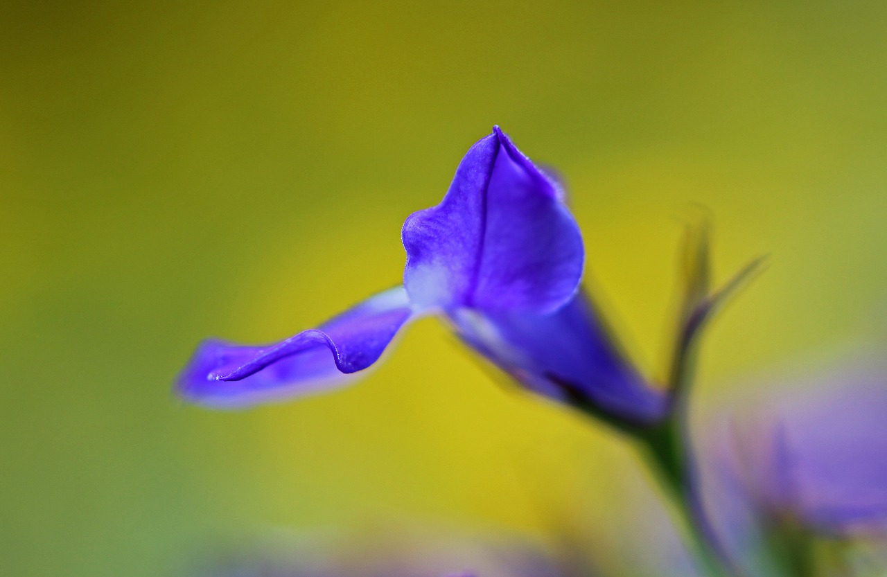 Image - flower blue nature blue flowers